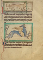Ein Luchs; Ein Greif